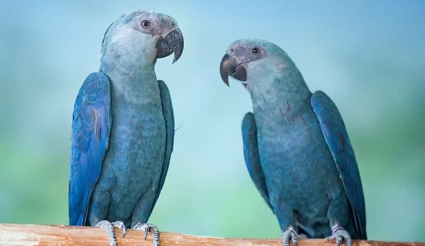 Ararinhas-azuis são soltas na natureza 20 anos depois de extinção