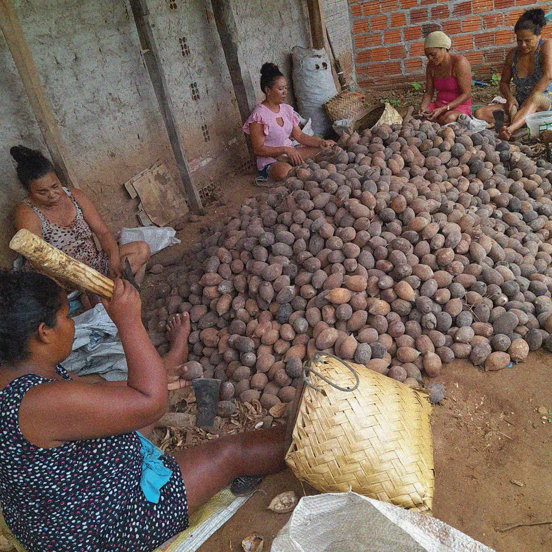 quebradeiras de coco ameaçadas
