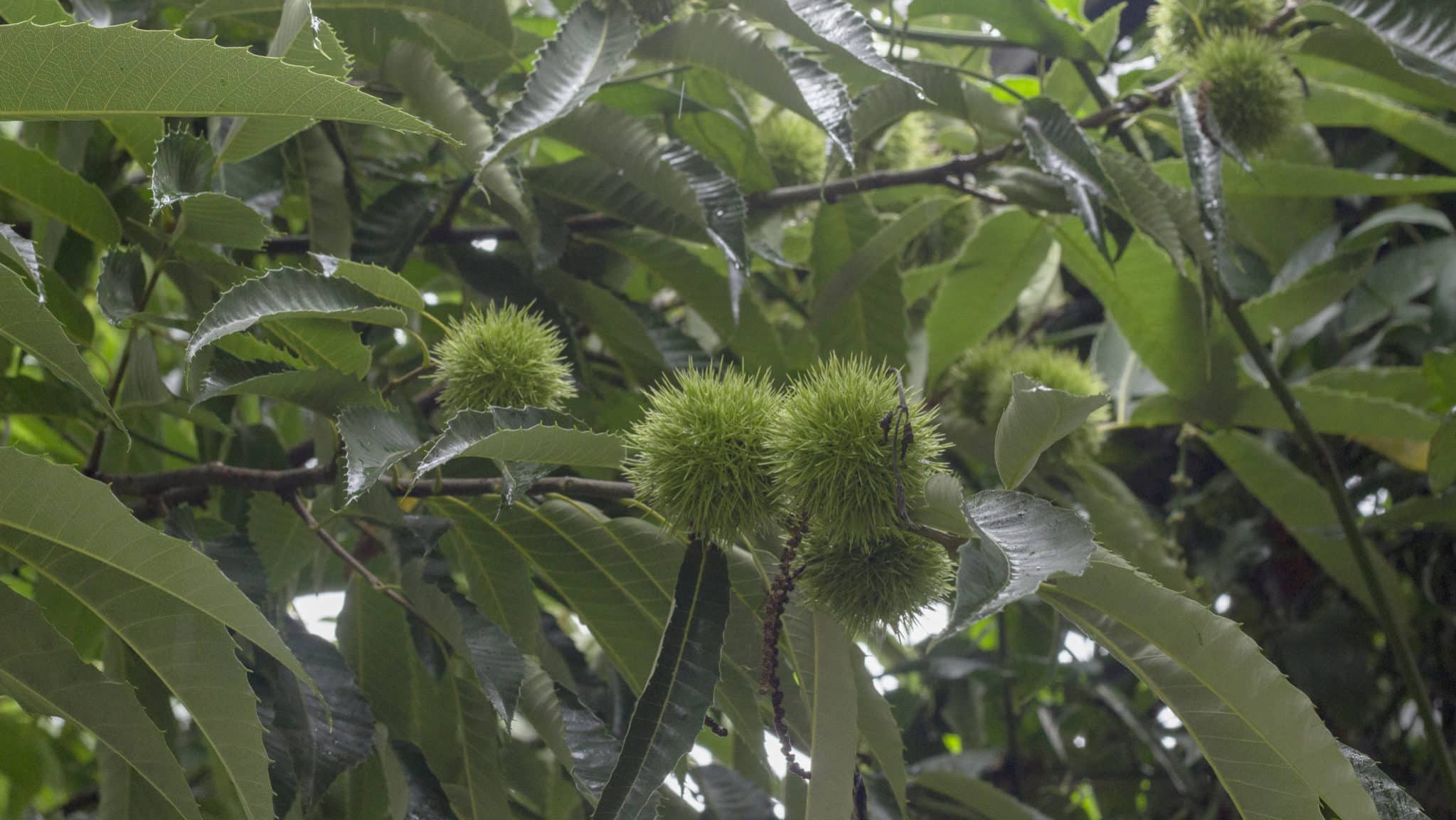 Restauração de áreas desmatadas depende de ações que envolvem biodiversidade e clima